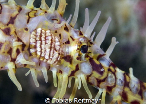 Ornate Ghostpipefish, Anemone Reef. It looks like that he... by Tobias Reitmayr 